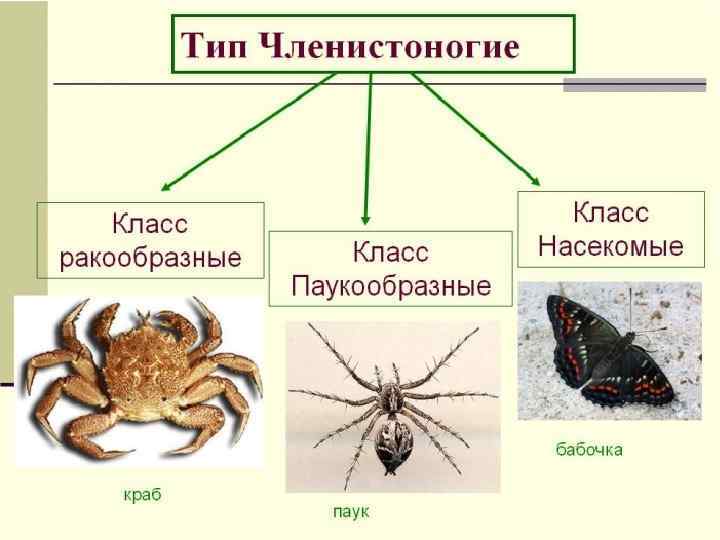 Членистоногие У членистоногих появился наружный хитиновый скелет, членистые конечности и рад других прогрессивных изменений.