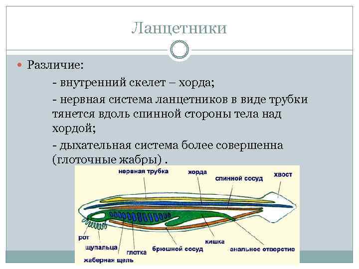 Ланцетники Различие: внутренний скелет – хорда; нервная система ланцетников в виде трубки тянется вдоль