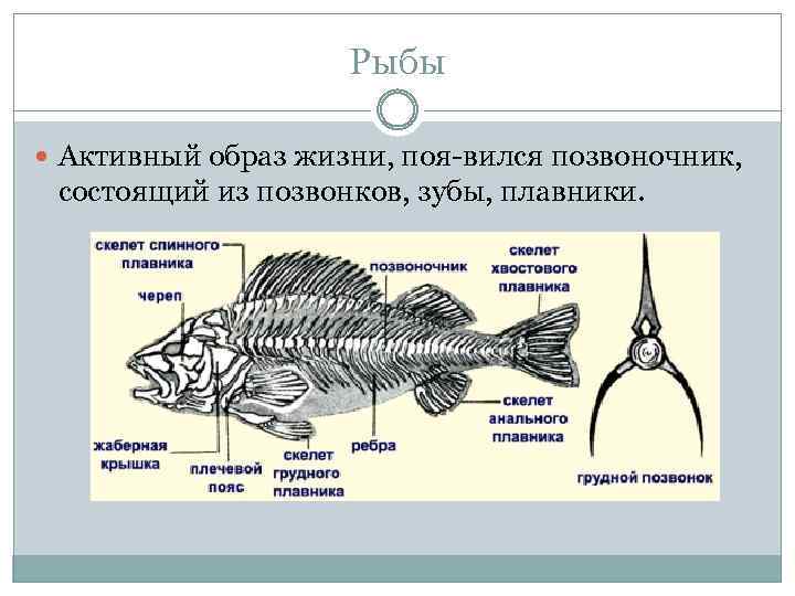 Рыбы Активный образ жизни, поя вился позвоночник, состоящий из позвонков, зубы, плавники. 