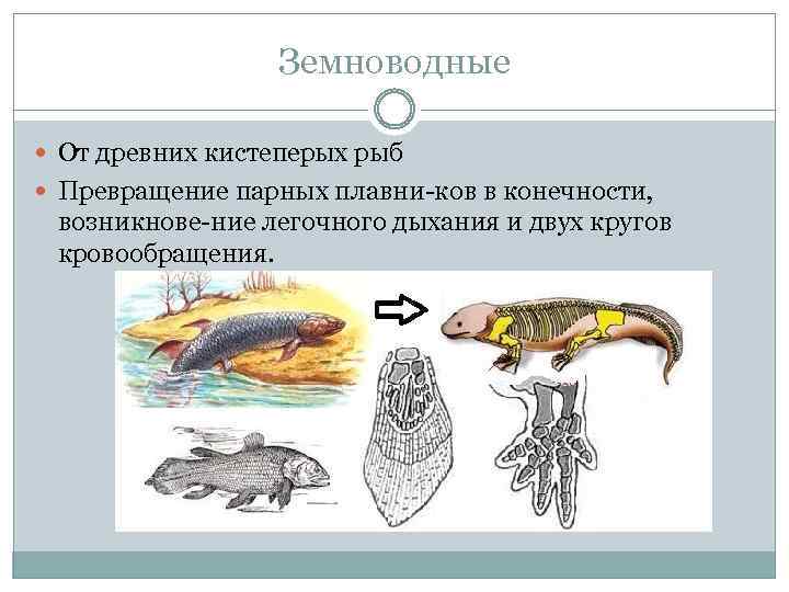 Земноводные От древних кистеперых рыб Превращение парных плавни ков в конечности, возникнове ние легочного