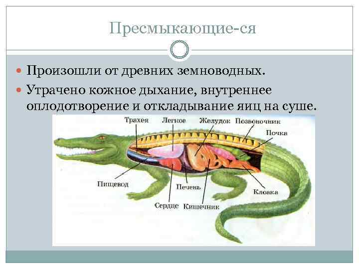 Пресмыкающие ся Произошли от древних земноводных. Утрачено кожное дыхание, внутреннее оплодотворение и откладывание яиц