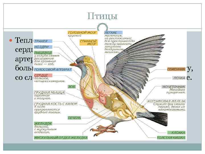 Птицы Теплокровные животные, четырех камерное сердце, полное разделение венозного и артериального кровотока, появилась кора