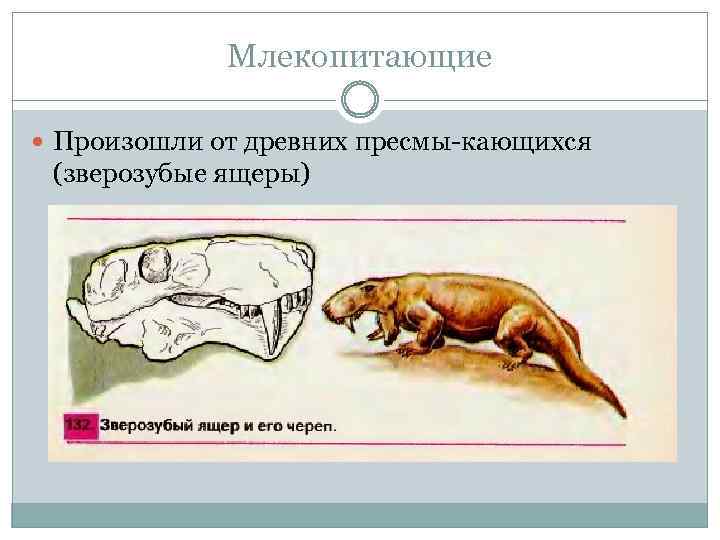 Млекопитающие Произошли от древних пресмы кающихся (зверозубые ящеры) 