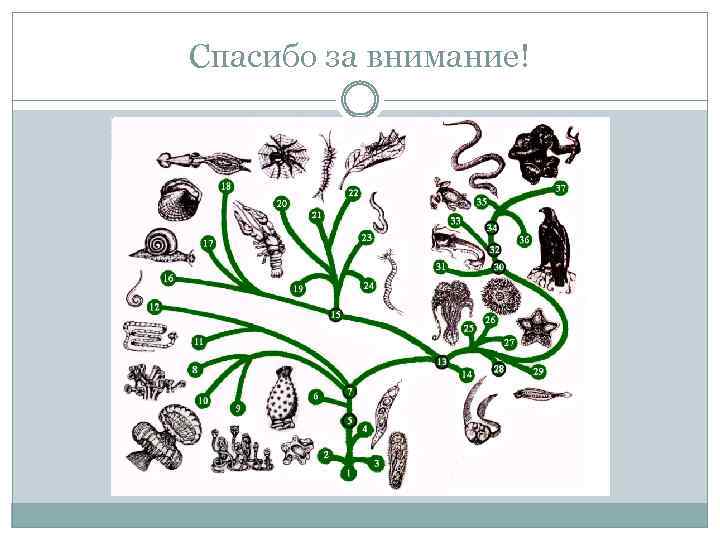 Развитие животного рисунок. Основа эволюции животных. Структура эволюции животных. Эволюции животных интересные факты. Эволюция животных это наука.