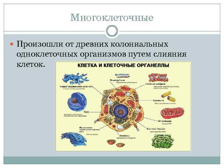 Многоклеточные Произошли от древних колониальных одноклеточных организмов путем слияния клеток. 