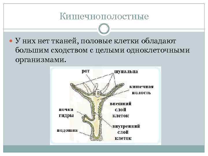 Кишечнополостные У них нет тканей, половые клетки обладают большим сходством с целыми одноклеточными организмами.