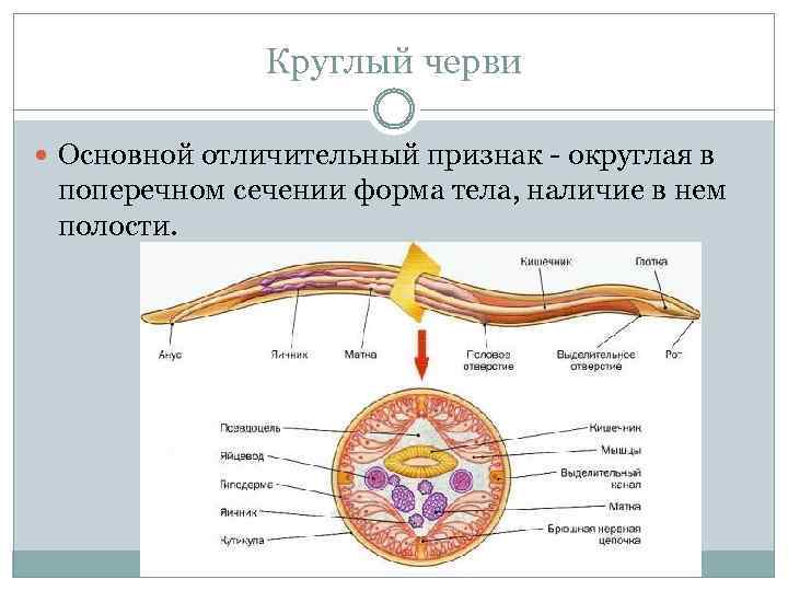 Круглый черви Основной отличительный признак округлая в поперечном сечении форма тела, наличие в нем