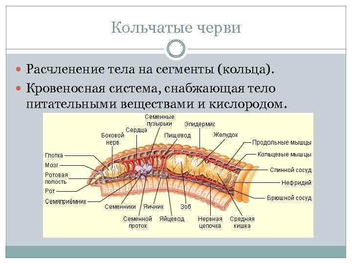 Кольчатые черви Расчленение тела на сегменты (кольца). Кровеносная система, снабжающая тело питательными веществами и