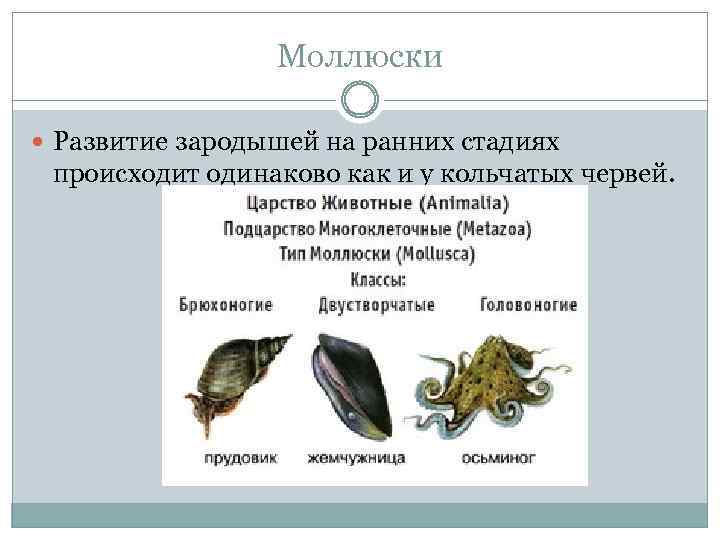 Моллюски Развитие зародышей на ранних стадиях происходит одинаково как и у кольчатых червей. 