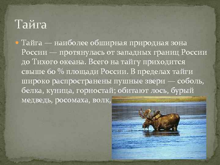 Тайга — наиболее обширная природная зона России — протянулась от западных границ России до