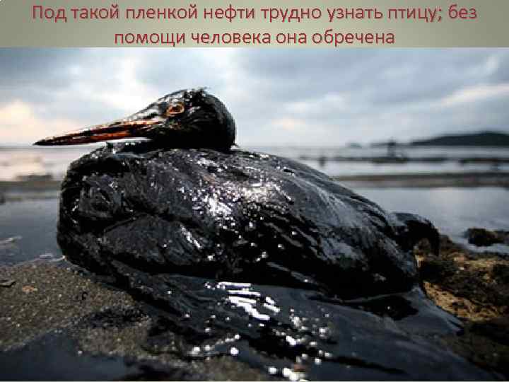 Под такой пленкой нефти трудно узнать птицу; без помощи человека она обречена 