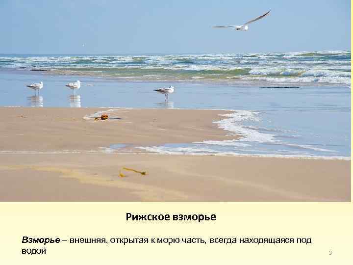 Рижское взморье Взморье – внешняя, открытая к морю часть, всегда находящаяся под водой 3