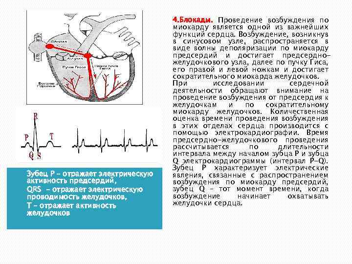 q q q Зубец Р – отражает электрическую активность предсердий, QRS - отражает электрическую