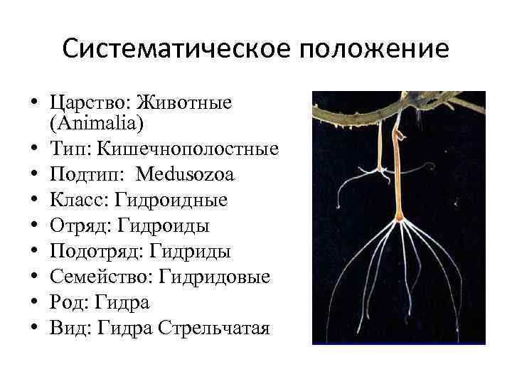 Общий план строения кишечнополостных