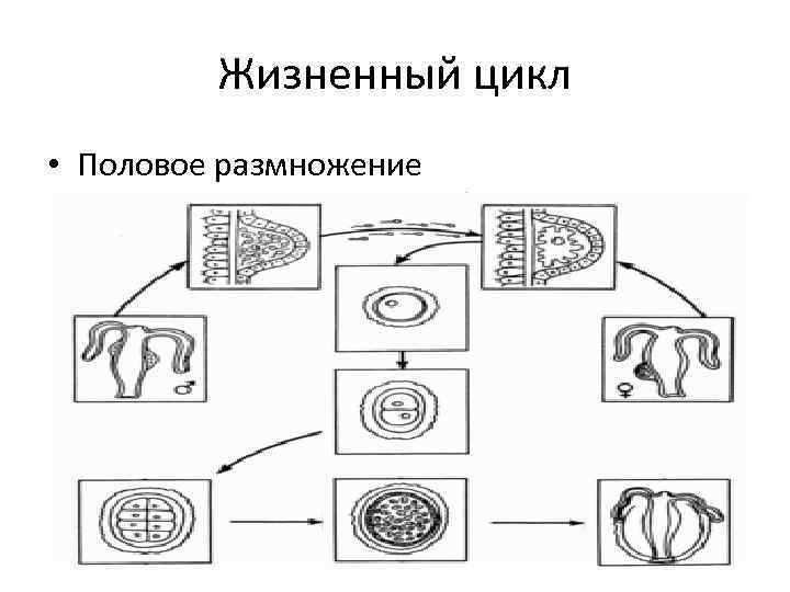 Жизненный цикл • Половое размножение 