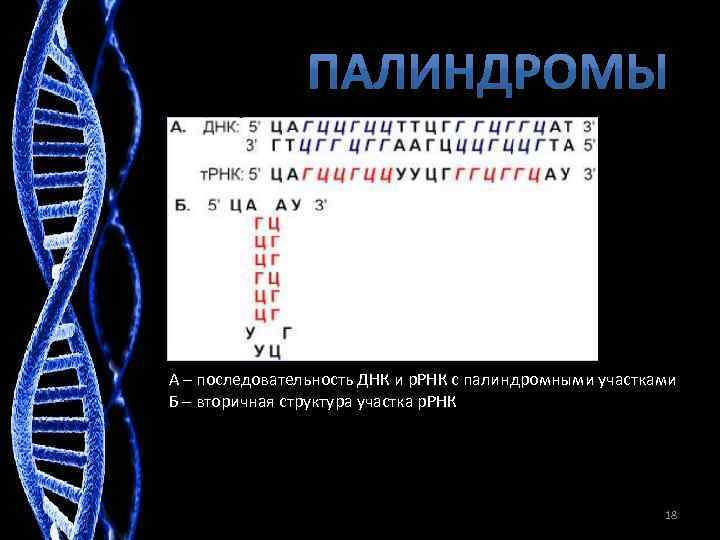 Определите последовательность участка днк. Последовательность ДНК. Палиндромные последовательности ДНК. Последовательность участка ДНК. Палиндромные последовательности РНК.