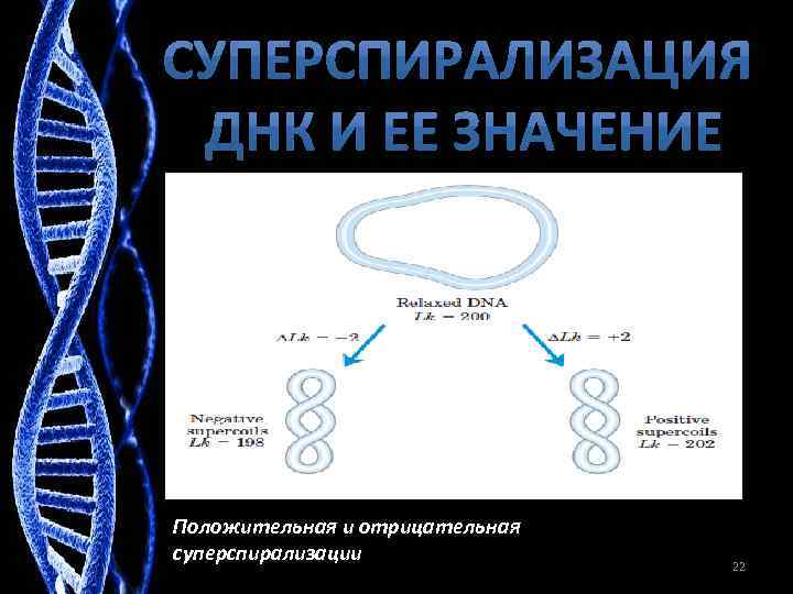 Линейная днк. Сверхвитки ДНК. Суперспирализация ДНК. Отрицательная и положительная суперспирализация ДНК. Типы суперспирализации ДНК.