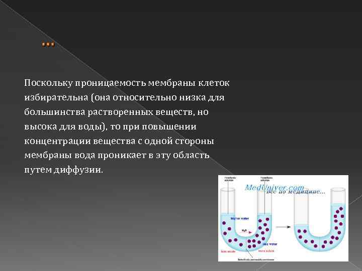 … Поскольку проницаемость мембраны клеток избирательна (она относительно низка для большинства растворенных веществ, но