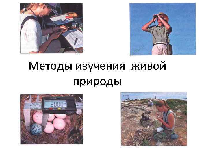 Методы изучения живой природы 