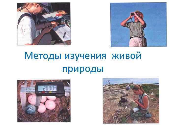 Методы изучения живой природы 