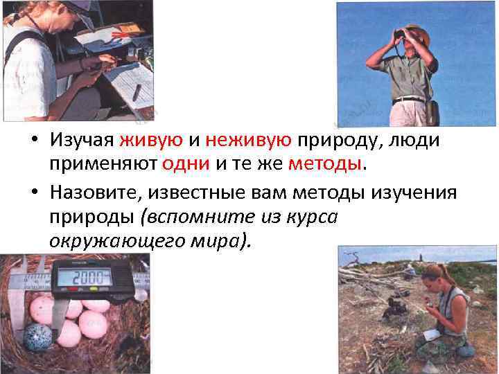  • Изучая живую и неживую природу, люди применяют одни и те же методы.