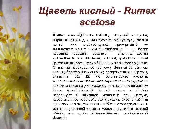 Щавель кислый - Rumex acetosa Щавель кислый, (Rumex acetosa), растущий по лугам, выращивают как