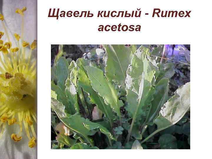 Щавель кислый - Rumex acetosa 