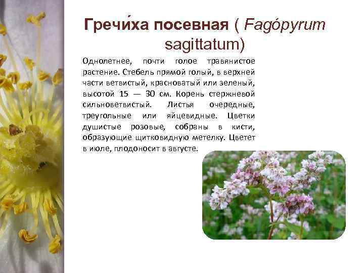 Гречи ха посевная ( Fagópyrum sagittatum) Однолетнее, почти голое травянистое растение. Стебель прямой голый,