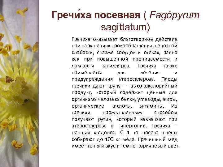 Гречи ха посевная ( Fagópyrum sagittatum) Гречиха оказывает благотворное действие при нарушениях кровообращения, венозной