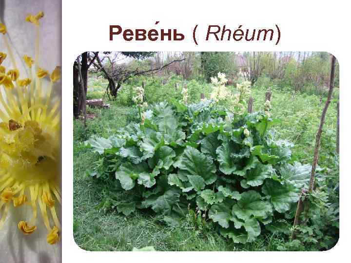 Реве нь ( Rhéum) 