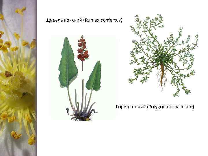Щавель конский (Rumex confertus) Горец птичий (Polygonum aviculare) 