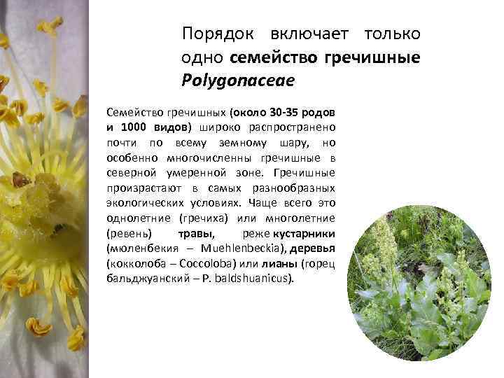 Порядок включает только одно семейство гречишные Polygonaceae Семейство гречишных (около 30 -35 родов и
