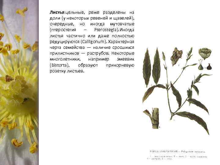 Листья цельные, реже разделены на доли (у некоторых ревеней и щавелей), очередные, но иногда