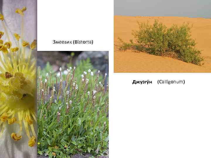 Змеевик (Bistorta) Джузгу н (Calligonum) 