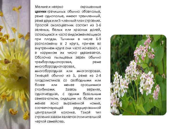 Мелкие и неярко окрашенные цветки гречишных обычно обоеполые, реже однополые, имеют трехчленный, реже двух