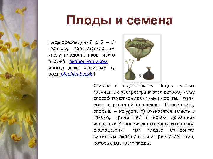 Плоды и семена Плод ореховидный с 2 – 3 гранями, соответствующим числу плодолистиков. часто