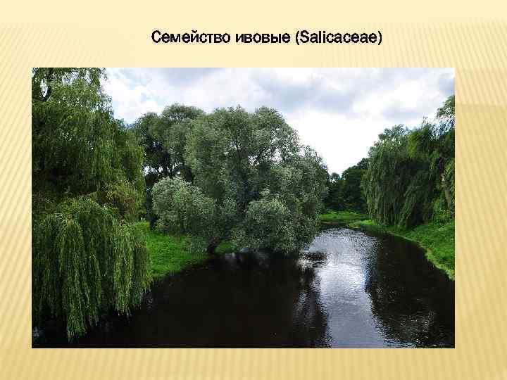 Семейство ивовые (Salicaceae) 