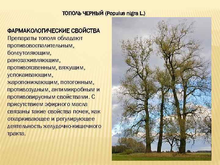 ТОПОЛЬ ЧЕРНЫЙ (Populus nigra L. ) ФАРМАКОЛОГИЧЕСКИЕ СВОЙСТВА Препараты тополя обладают противовоспалительным, болеутоляющим, ранозаживляющим,