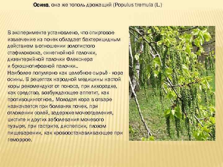 Род тополь виды. Семейство ивовые Тополь. Дерево или кустарник семейства ивовых. Особенности семейства ивовые.