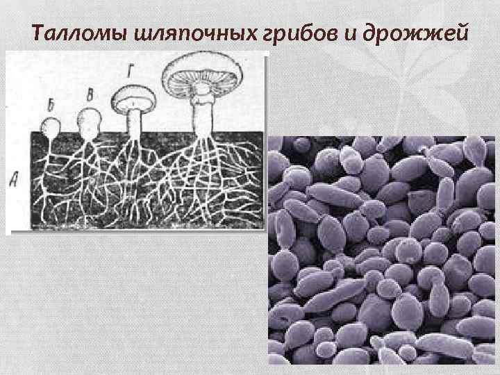 Имеют недифференцированный таллом могут иметь