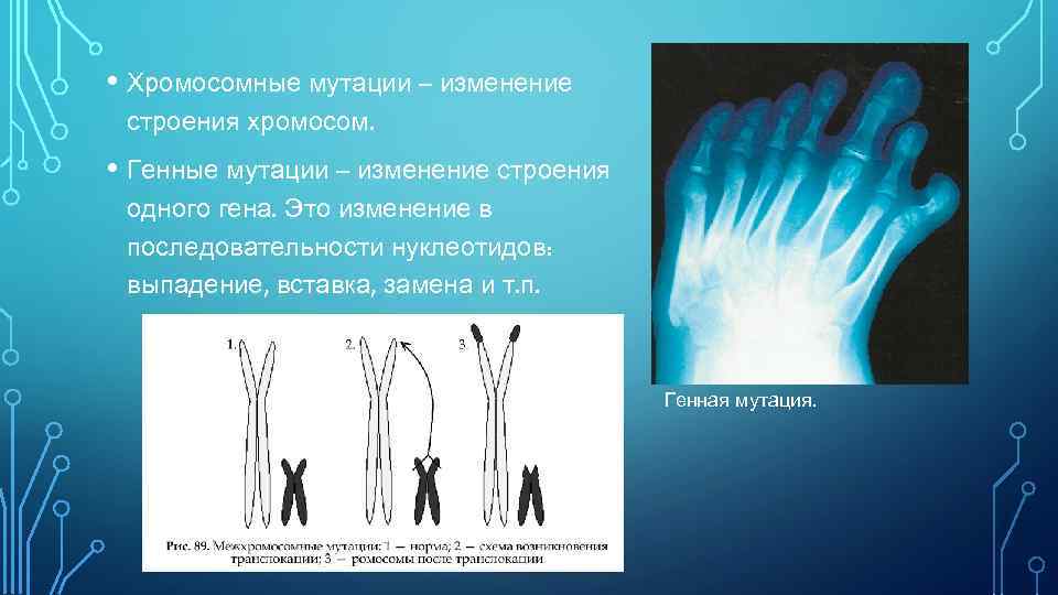  • Хромосомные мутации – изменение строения хромосом. • Генные мутации – изменение строения