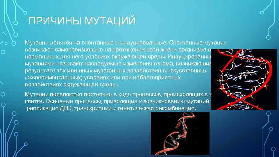 ПРИЧИНЫ МУТАЦИЙ Мутации делятся на спонтанные и индуцированные. Спонтанные мутации возникают самопроизвольно на протяжении