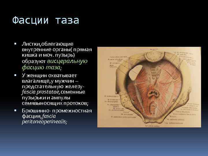 Фасции таза Листки, облегающие внутренние органы( прямая кишка и моч. пузырь) образуют висцеральную фасцию