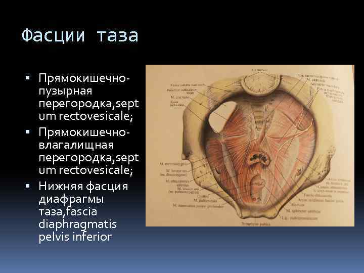 Фасции таза Прямокишечнопузырная перегородка, sept um rectovesicale; Прямокишечновлагалищная перегородка, sept um rectovesicale; Нижняя фасция