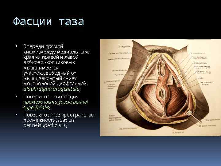 Фасции таза Впереди прямой кишки, между медиальными краями правой и левой лобково -копчиковых мышц,