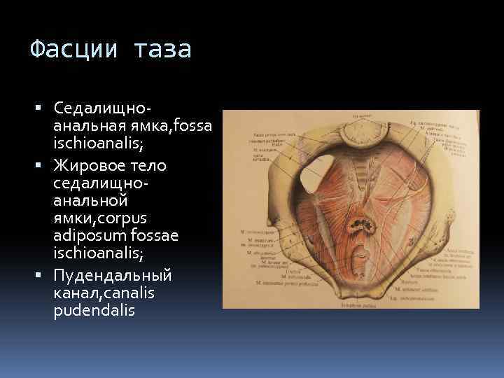 Фасции таза Седалищноанальная ямка, fossa ischioanalis; Жировое тело седалищноанальной ямки, corpus adiposum fossae ischioanalis;