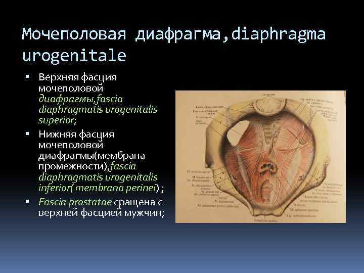 Фасции мочеполовой диафрагмы. Мочеполовая диафрагма анатомия у женщин. Мышцы и фасции мочеполовой диафрагмы. Область промежности анатомия. Верхняя фасция мочеполовой диафрагмы.