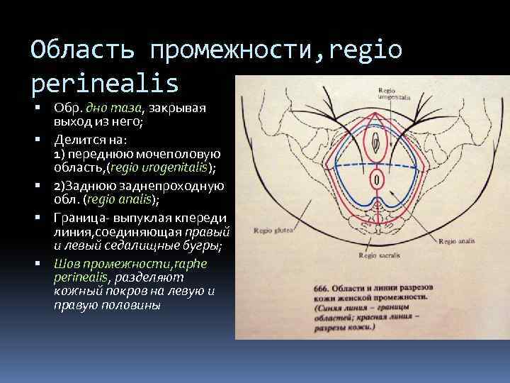 Область промежности, regio perinealis Обр. дно таза, закрывая выход из него; Делится на: 1)