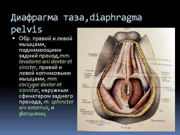 Диафрагма таза, diaphragma pelvis Обр. правой и левой мышцами, поднимающими задний проход, mm. levatores