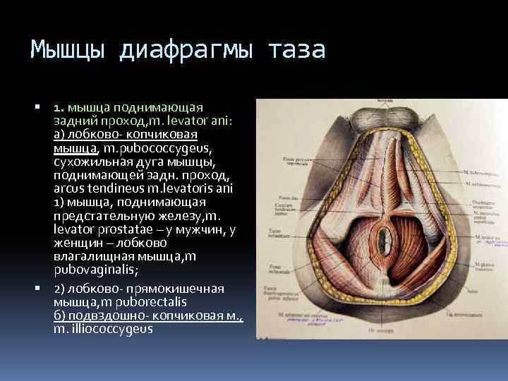 Мышцы диафрагмы таза 1. мышца поднимающая задний проход, m. levator ani: а) лобково- копчиковая